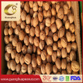 Wholesale New Crop Walnut Kernels in Hot Selling